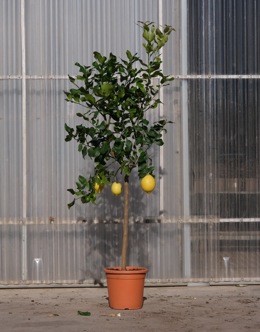 Lemon Tree