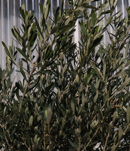 Olive Tree
