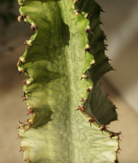 Euphorbia Variegata