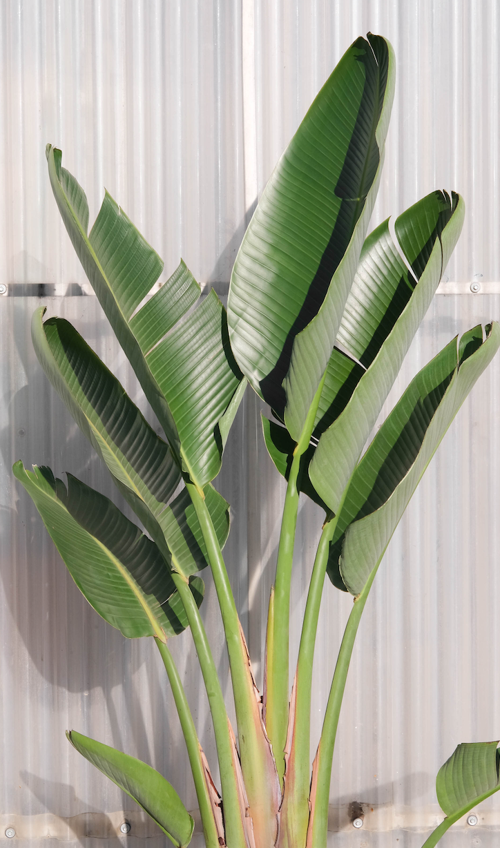 Strelitzia Nicolai
