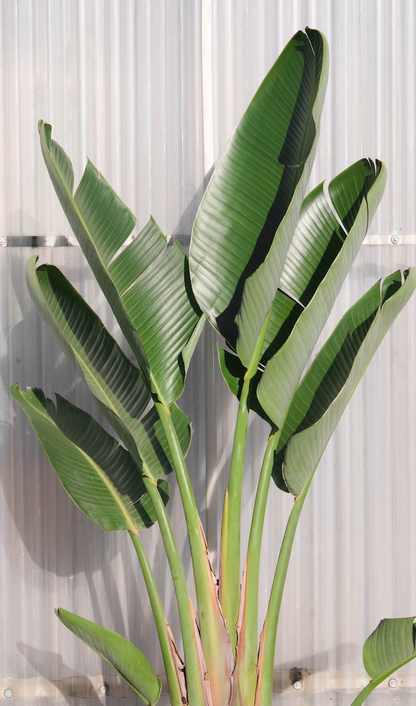 Strelitzia Nicolai