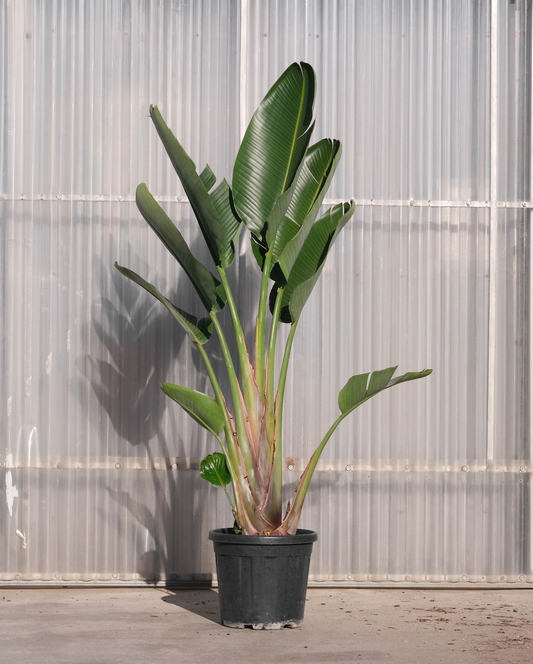 Strelitzia Nicolai