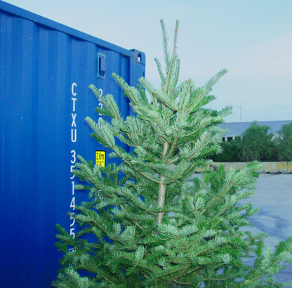 Arbol de Navidad {grande}