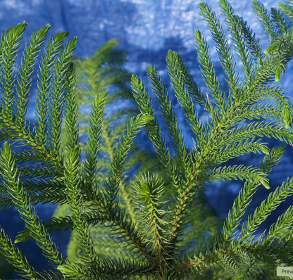 Arbol de Navidad {vivo-grande}