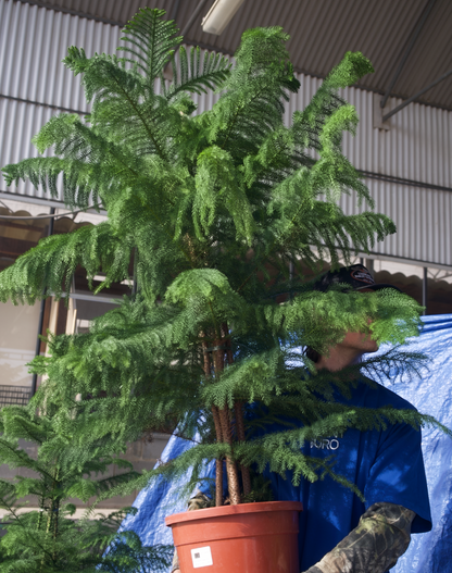 Arbol de Navidad {vivo-grande}