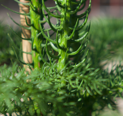 Arbol de Navidad {vivo-grande}