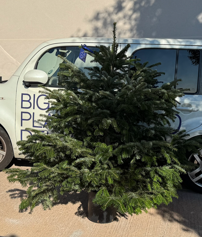 Árbol de Navidad {pequeña}