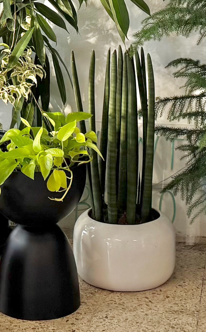 Sansevieria Cylindrica