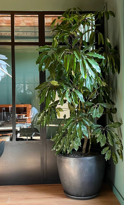 Schefflera Big