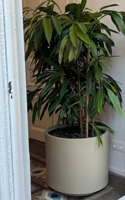 Ficus Amstel King