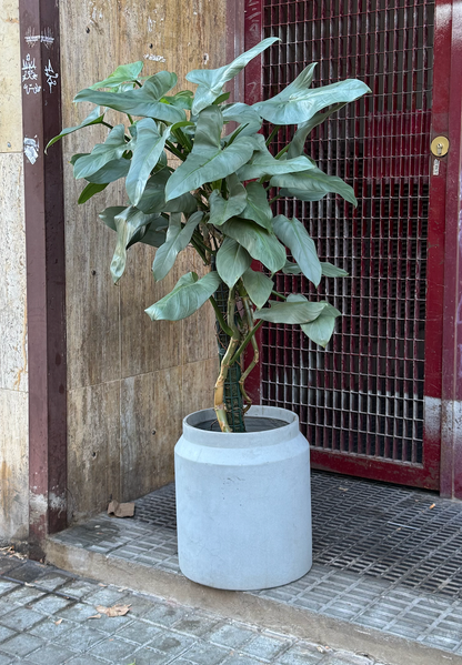 Philodendron Silver Sword