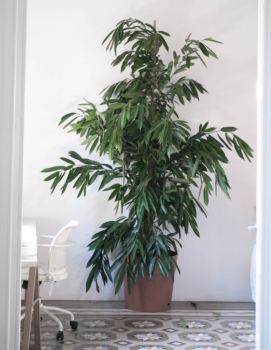 Ficus Amstel King Big