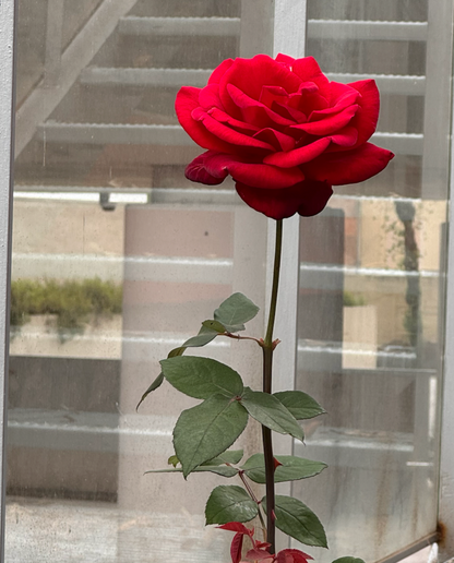 St Jordi Big Rose