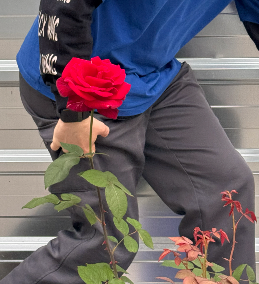 St Jordi Big Rose in a Buba pot