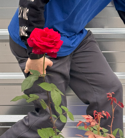 St Jordi Big Rose in a Buba pot