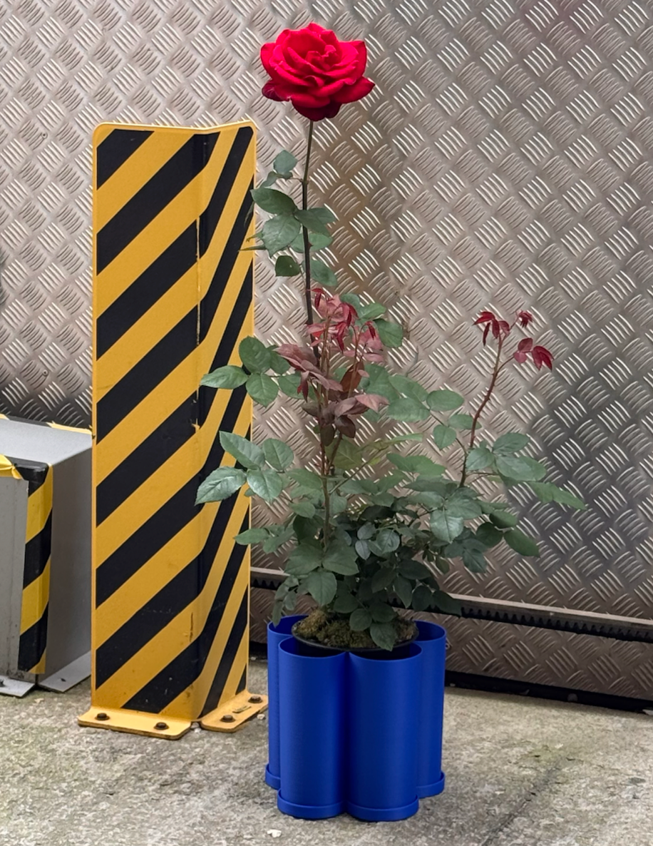 St Jordi Big Rose in a Buba pot