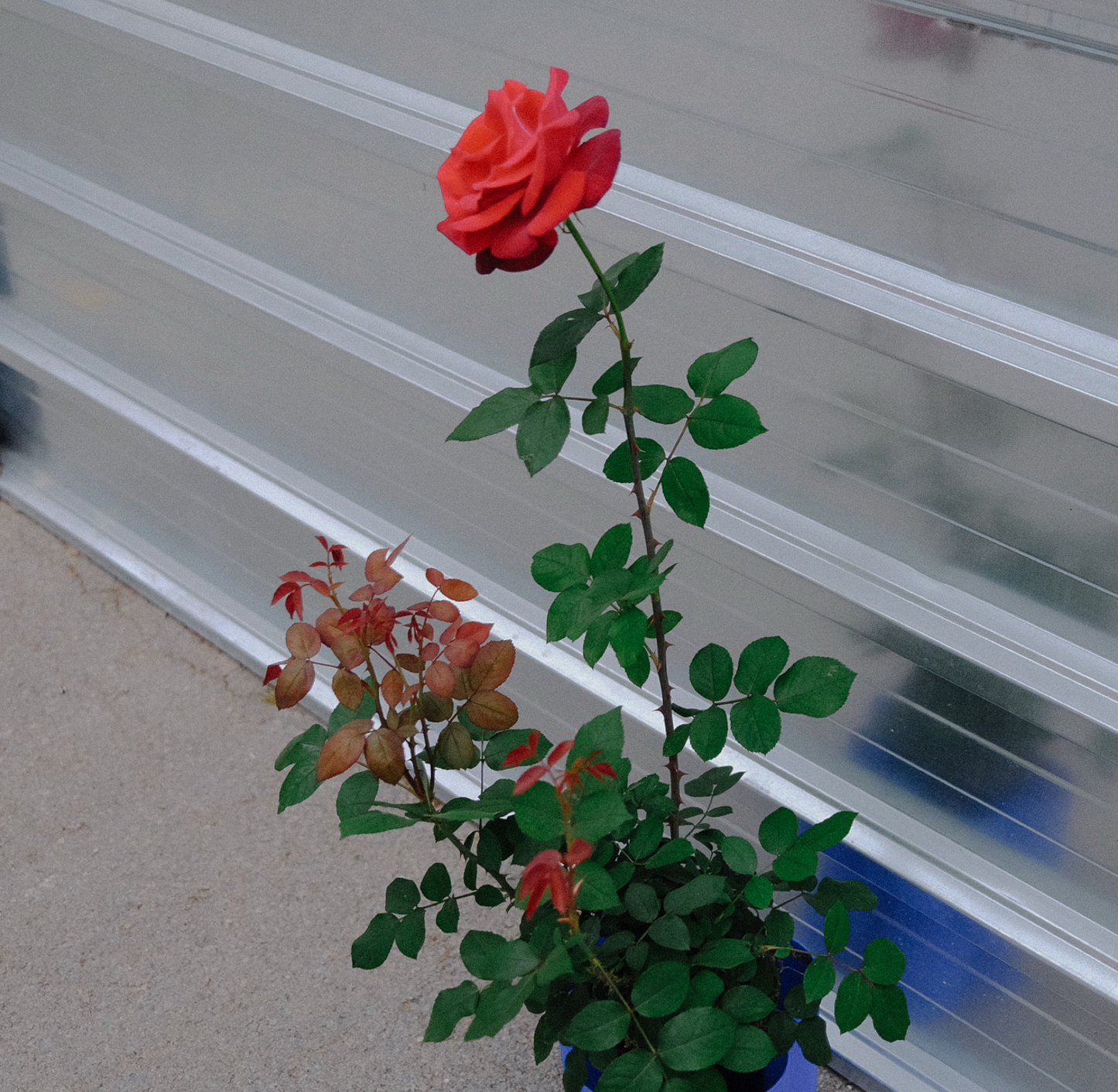 St Jordi Big Rose in a Buba pot