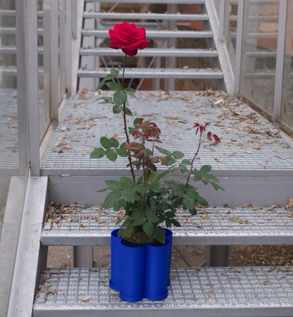 St Jordi Big Rose in a Buba pot