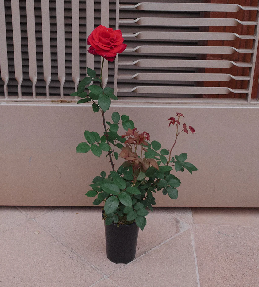 St Jordi Big Rose