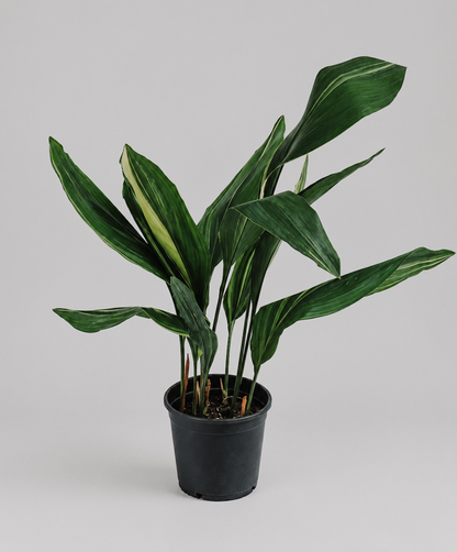 Aspidistra