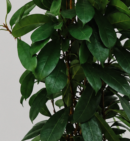 Ficus Cyathistipula