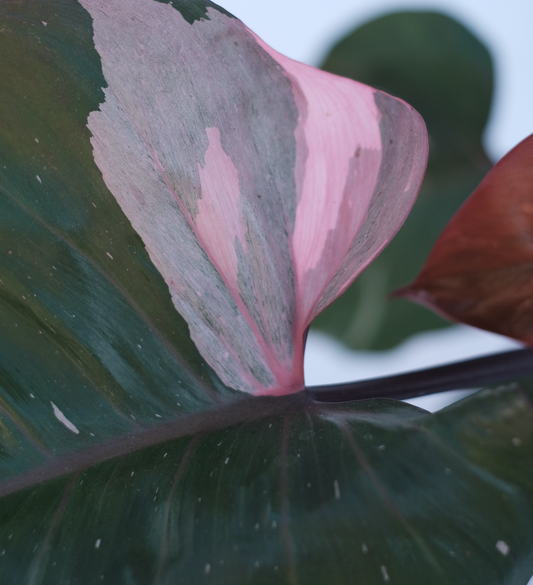 Philodendron Pink Princess