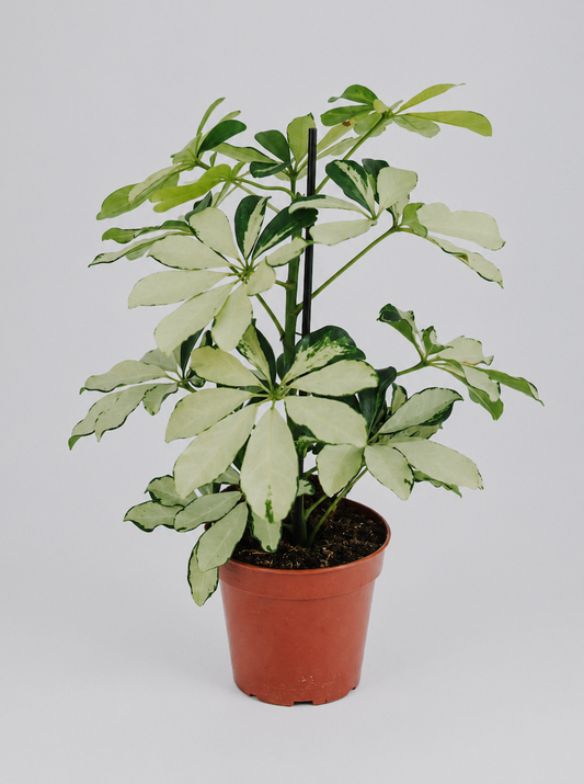 Schefflera Arboricola Variegata