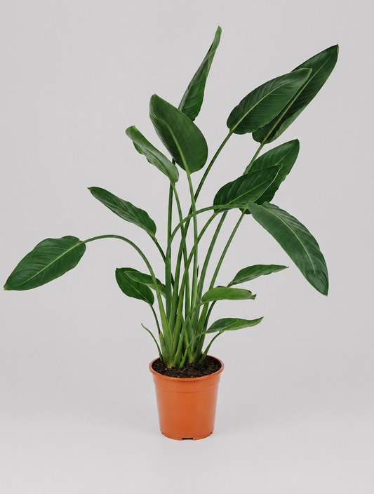Strelitzia reginae Mandela's Gold