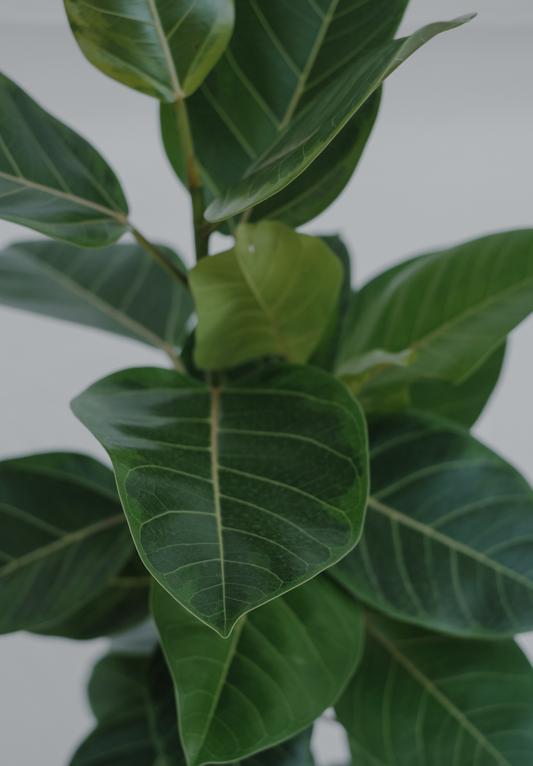 Ficus Altissima