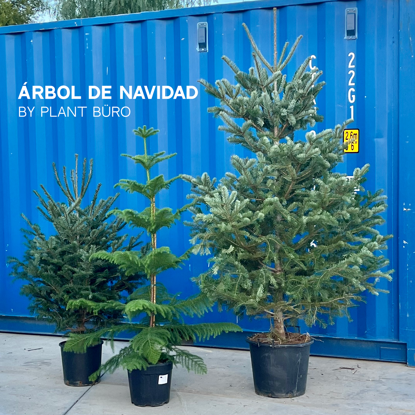 Arbol de Navidad {grande}