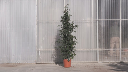 Ficus Benjamina