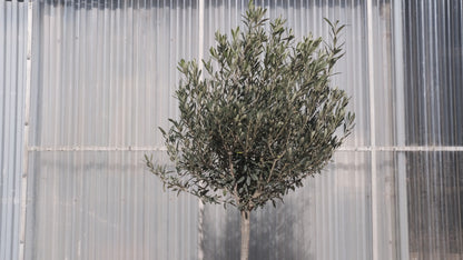 Olive Tree