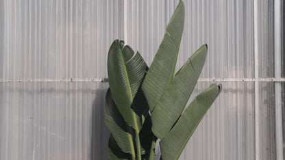 Strelitzia Nicolai